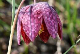 Image of fritillaries