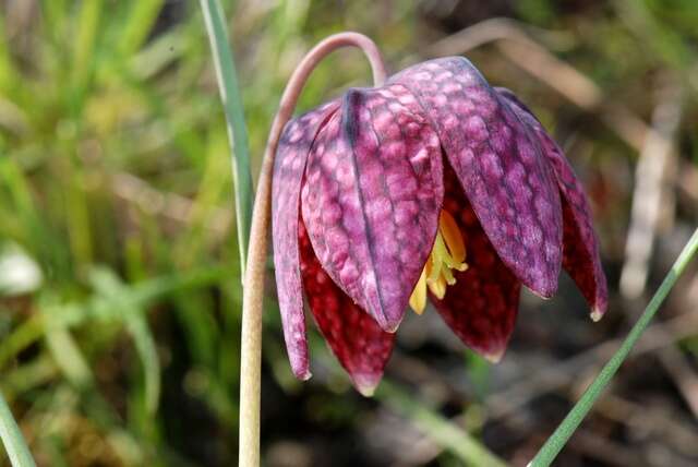 Image of fritillaries