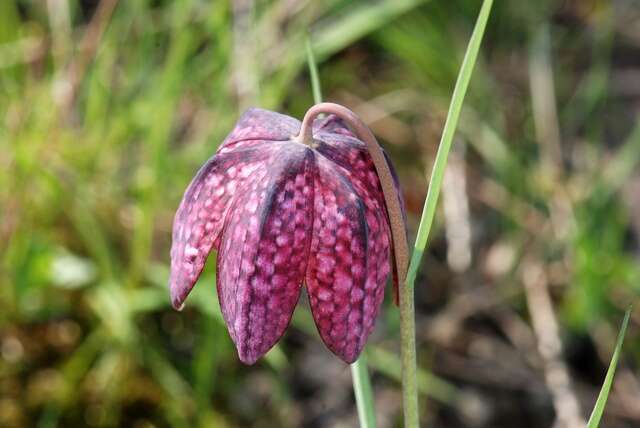 Image of fritillaries