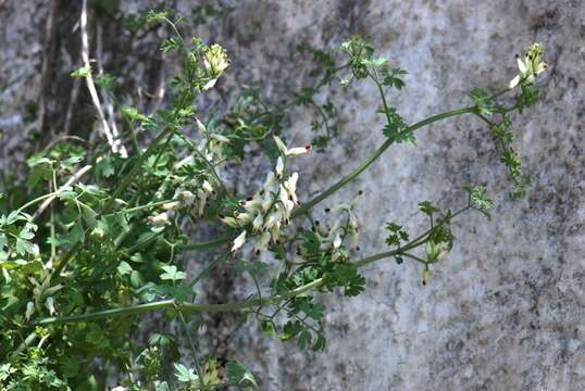 Image of white ramping fumitory