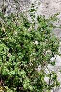 Image of white ramping fumitory