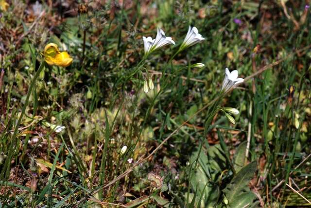 Image of Gagea graeca (L.) Irmisch