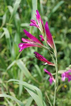 Image of gladiolus