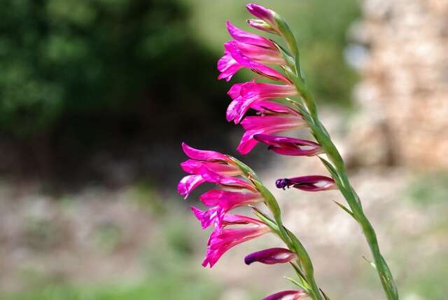 Image of gladiolus