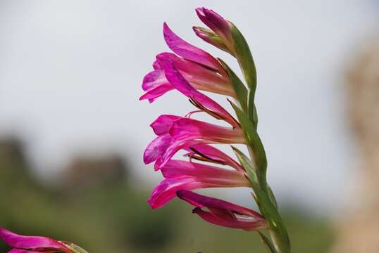 Image of gladiolus