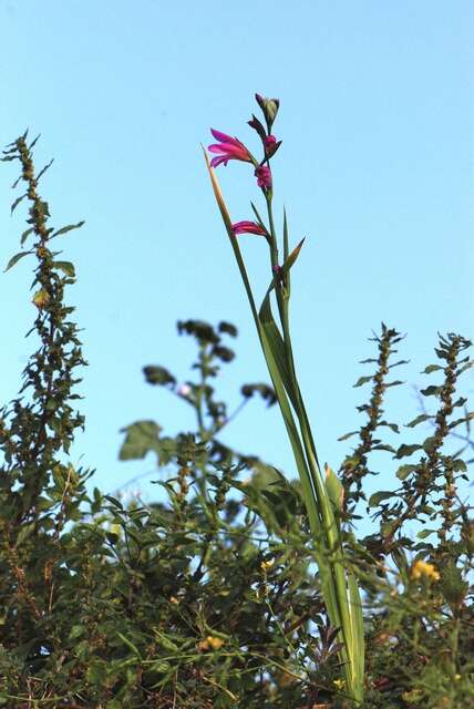 Image of gladiolus