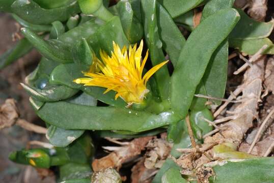 Plancia ëd <i>Glottiphyllum angustum</i>