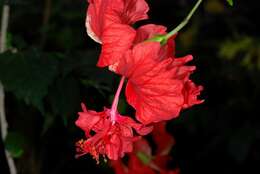 Image of rosemallow