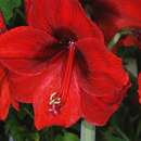 Image of striped Barbados lily