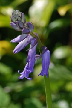 Image of Bluebells