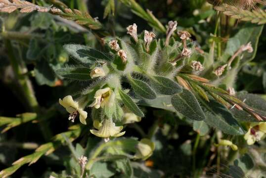 Image of henbane