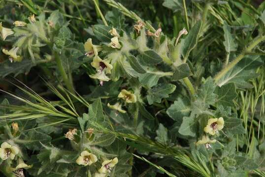 Image of henbane