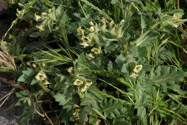 Image of henbane