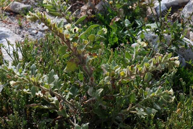 Image of henbane