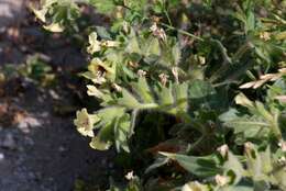 Image of henbane