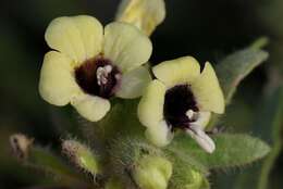 Image of henbane