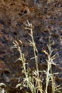 Image of thatching grass