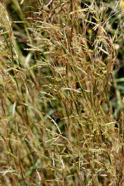 Image of thatching grass