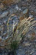 Image of thatching grass