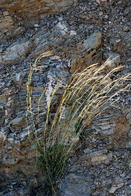 Image of thatching grass