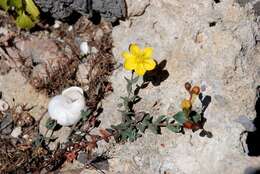 Image of Hypericum trichocaulon Boiss. & Heldr.