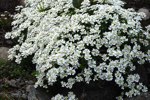 Image of candytuft