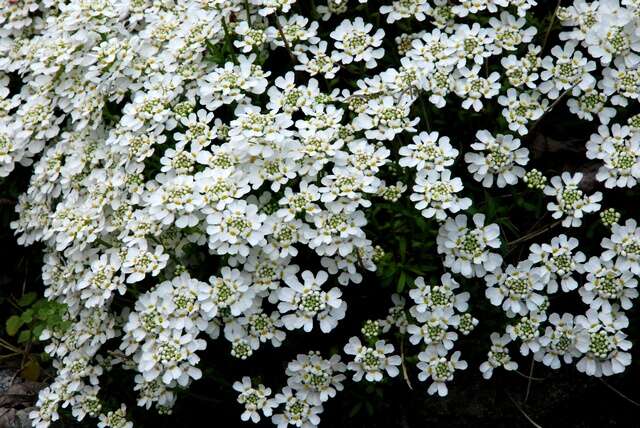 Image of candytuft