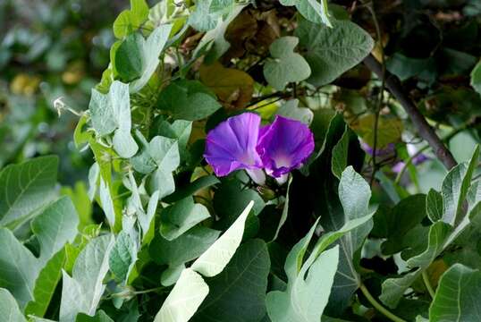 Image of morning-glory