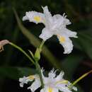 Plancia ëd Iris confusa Sealy