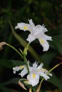 Iris confusa Sealy resmi