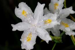 Image of Iris confusa Sealy