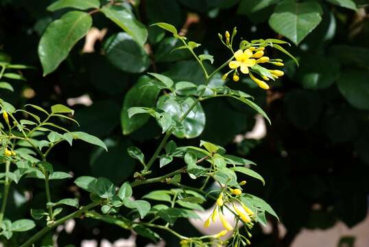 Image of <i>Jasminum humile</i>