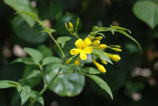 Plancia ëd <i>Jasminum humile</i>