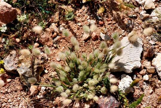 Image of harestail grass