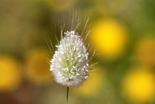 Image of harestail grass