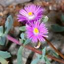 Oscularia deltoides (L.) Schwant. resmi