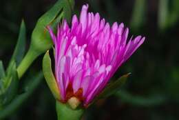 صورة Lampranthus spectabilis (Haw.) N. E. Br.