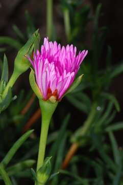 صورة Lampranthus spectabilis (Haw.) N. E. Br.