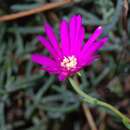 Image of Lampranthus zeyheri (Salm-Dyck) N. E. Br.