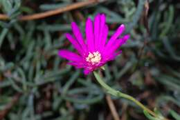 صورة Lampranthus zeyheri (Salm-Dyck) N. E. Br.