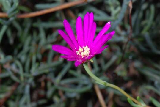 صورة Lampranthus zeyheri (Salm-Dyck) N. E. Br.