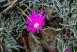 Image of Lampranthus zeyheri (Salm-Dyck) N. E. Br.