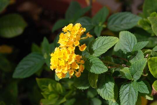 Image of lantana