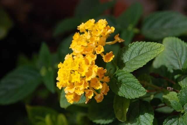 Image of lantana