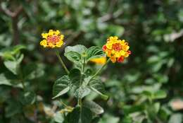 Image of lantana