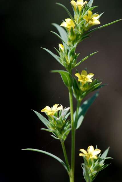 Слика од Linum strictum L.