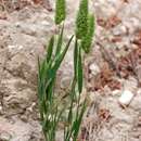 Image of Mediterranean hairgrass