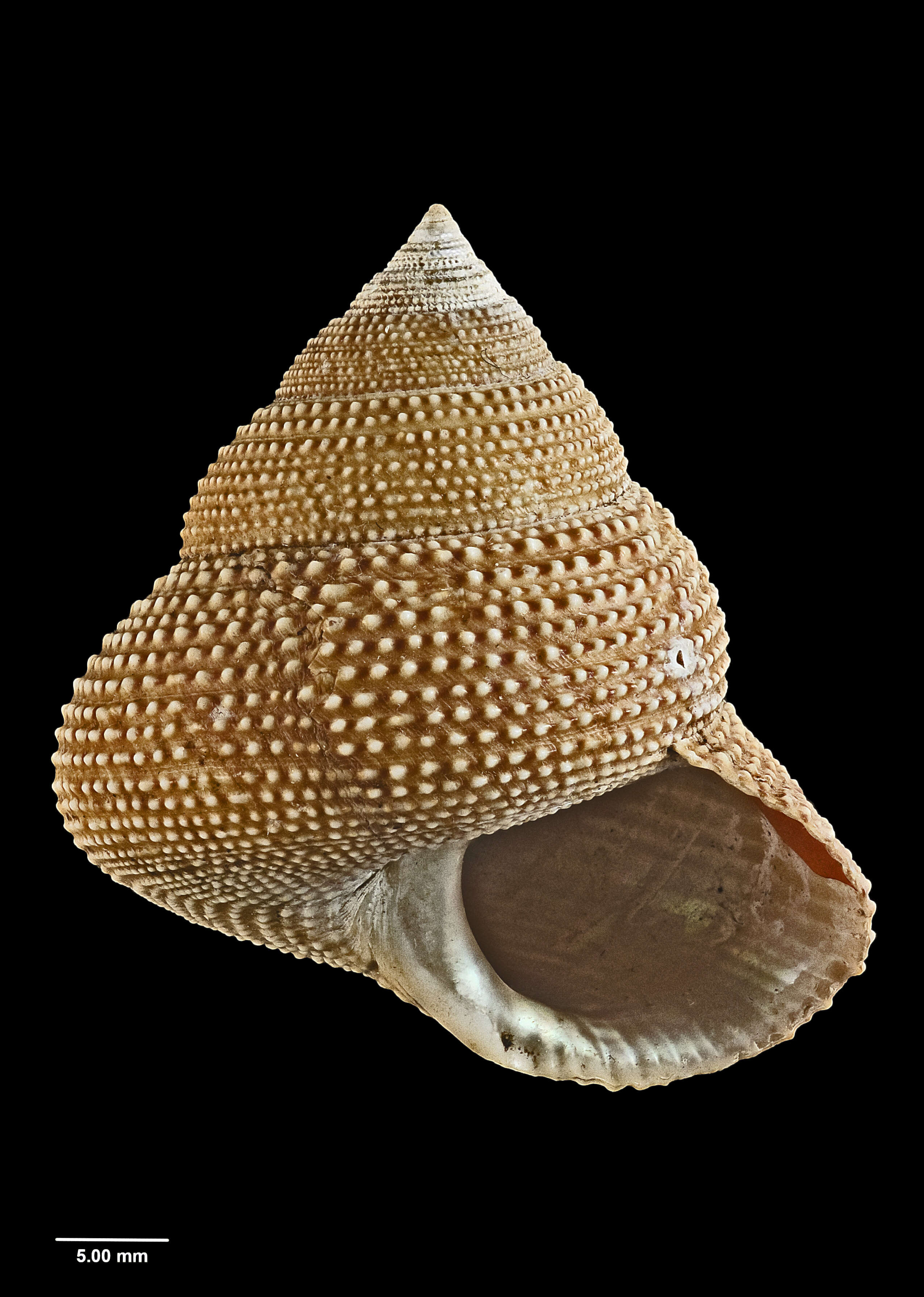 Image of Maurea punctulata