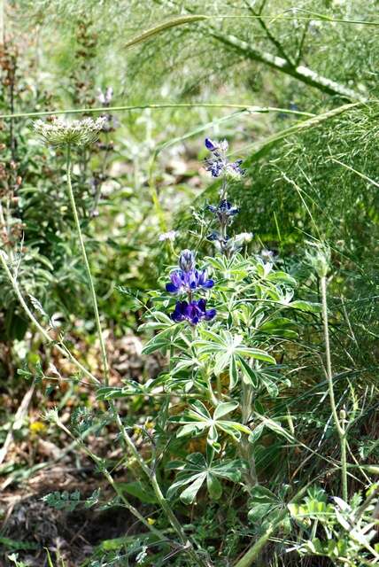 Imagem de Lupinus micranthus Guss.