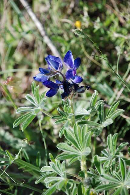 Image of Bitter Blue-lupin